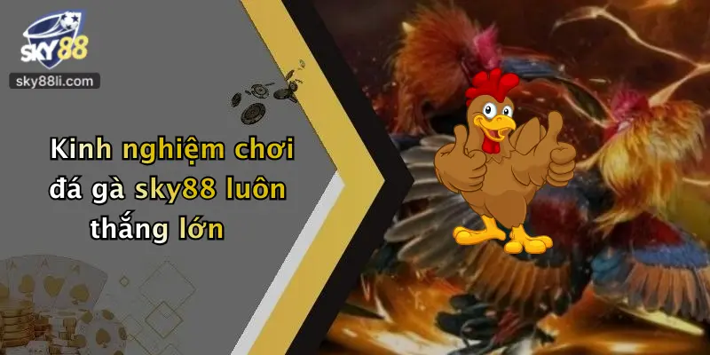 Kinh nghiệm chơi đá gà sky88 luôn thắng lớn