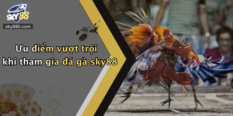 Ưu điểm vượt trội khi tham gia đá gà sky88